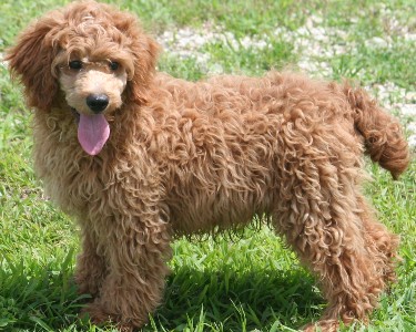 Miniature poodle puppy